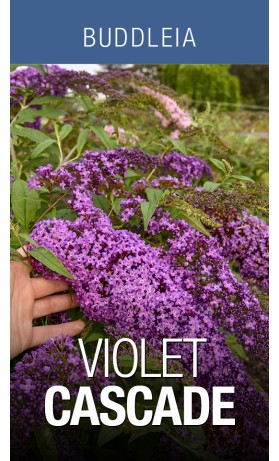 Buddleia Violet Cascade