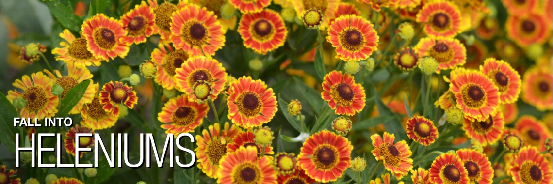 Mariachi Heleniums