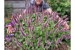 Agastache Beelicious Pink 21