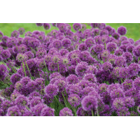 Allium Lavender Bubbles 50