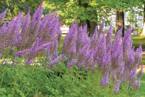 Astilbe Purple Candles 50