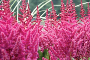 Astilbe Vision in Red 21