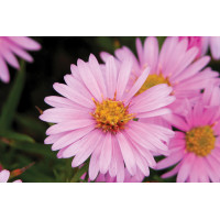 Aster Wood’s Pink 21