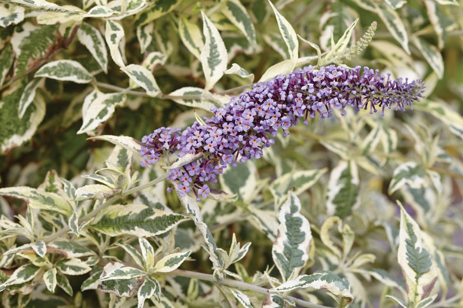Buddleia Butterfly Gold 21