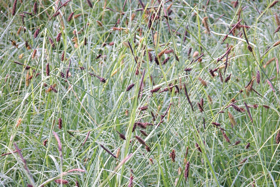 Carex Blue Zinger 72
