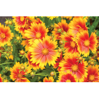 Coreopsis Uptick Gold and Bronze 21