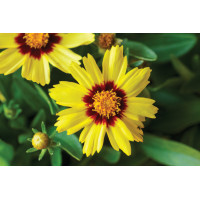 Coreopsis Uptick Yellow and Red 72