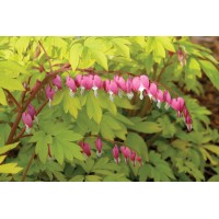 Dicentra Gold Heart 21