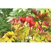 Dicentra Ruby Gold 21