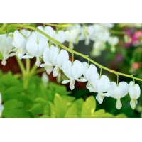 Dicentra White Gold 21