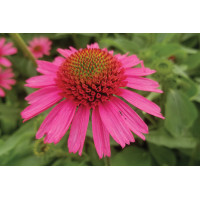 Echinacea Delicious Candy 72