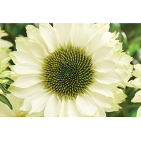 Echinacea Sunseekers White Perfection 72