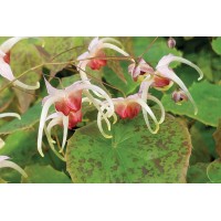 Epimedium Pink Champagne 21