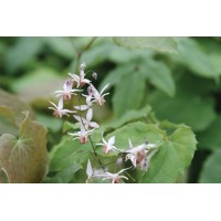 Epimedium Pink Elf 21