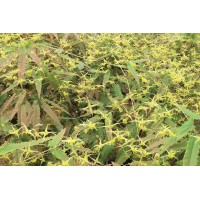 Epimedium Spine Tingler 21