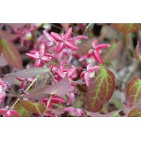 Epimedium rubrum 21