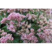 Eupatorium Little Pye 21