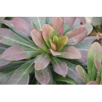 Euphorbia Robbiae 72