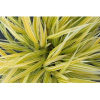 Hakonechloa Lemon Zest 21