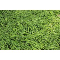 Hakonechloa macra 21