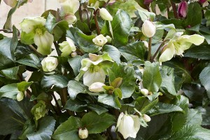 Helleborus Winter Sparkle Creme 21