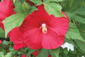 Hibiscus Lord Baltimore 50