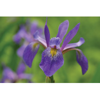 Iris Purple Flame 21