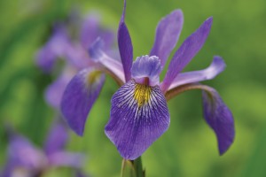 Iris Purple Flame 50