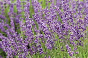 Lavender Imperial Gem 72