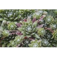 Sempervivum Jade Rose 72