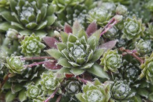 Sempervivum Jade Rose 72