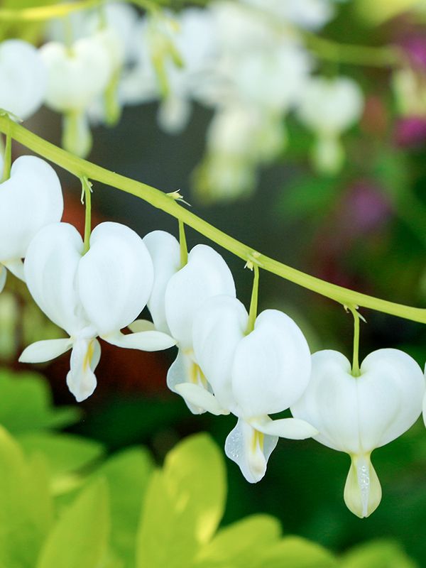 Dicentra 'White Gold'