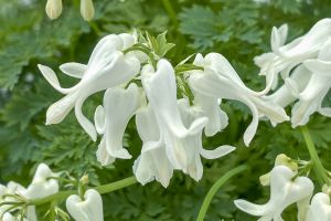 Dicentra Amore 'Titanium'