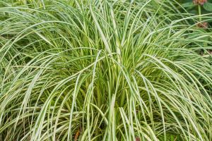 Carex 'Moon Falls'