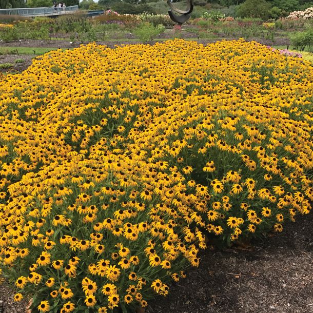 RUDBECKIAS