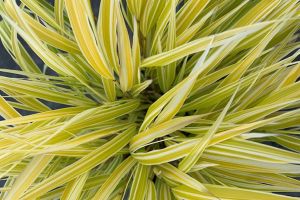 Hakonechloa 'Lemon Zest'