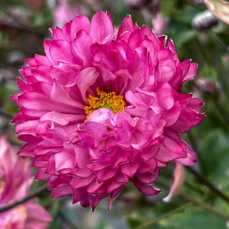 Anemone Pink Puff