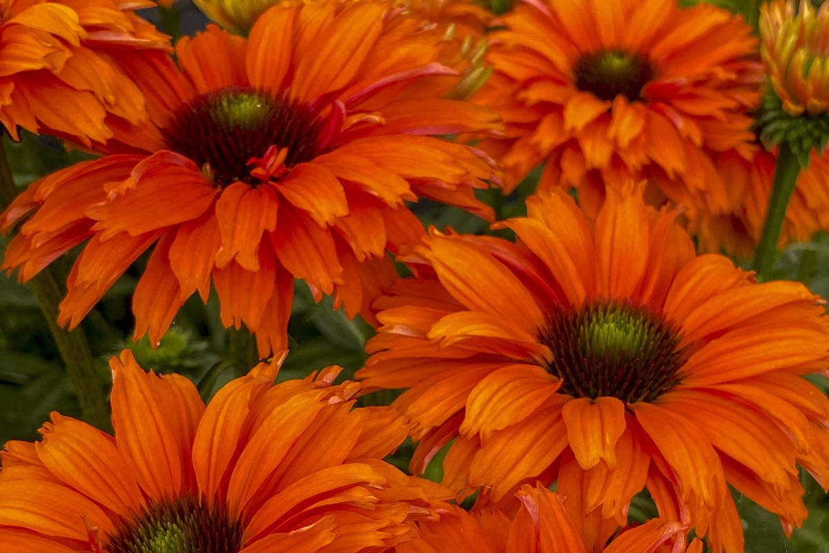 Echinacea Sunseekers 'Mineola'