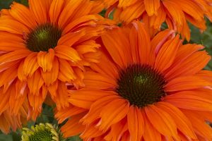 Echinacea Sunseekers 'Mineola'