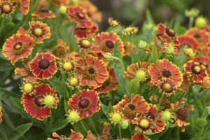 Helenium Mariachi 'Bandera'