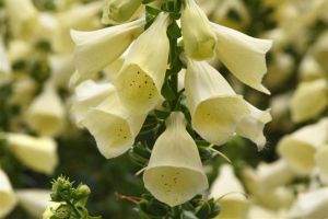 Digitalis Arctic Fox 'Lemon Creme'