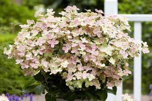 Hydrangea 'Early Evolution'