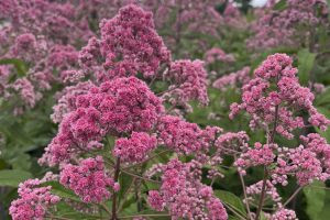 Eupatorium 'Jojo'