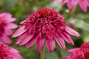 Echinacea Double Scoop 'Watermelon Deluxe'