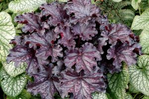 Heuchera Forever 'Midnight'