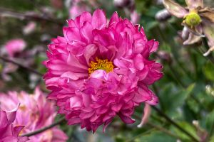 Anemone 'Puff Pink'