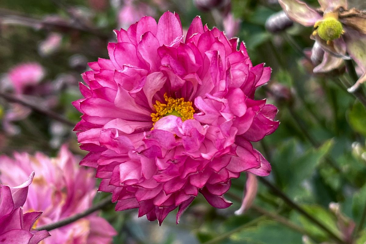 Anemone 'Puff Pink'