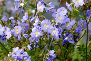 Polemonium 'Hurricane Ridge'