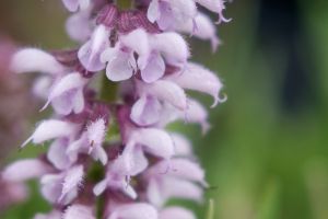 Salvia Feathers 'Flamingo