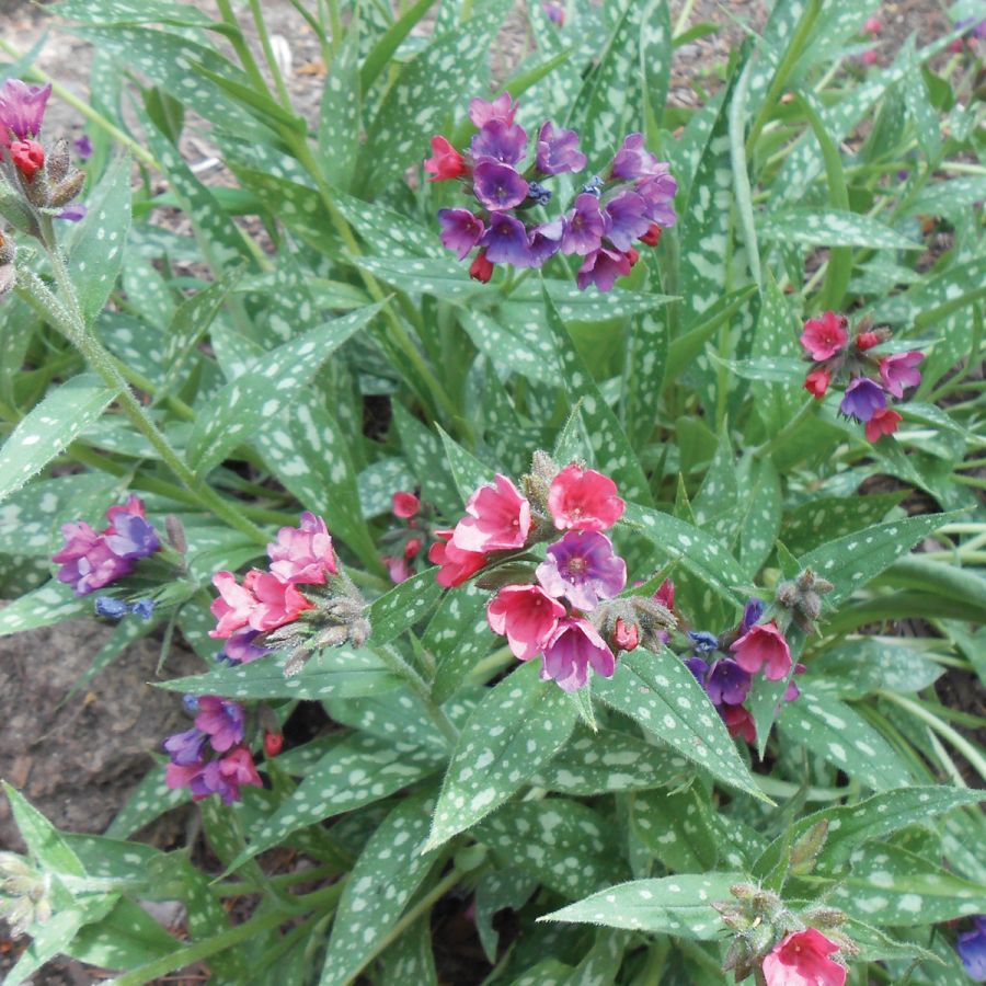 PULMONARIA